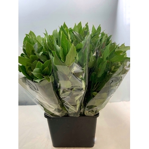 ALLORO (LAURUS) 200GR