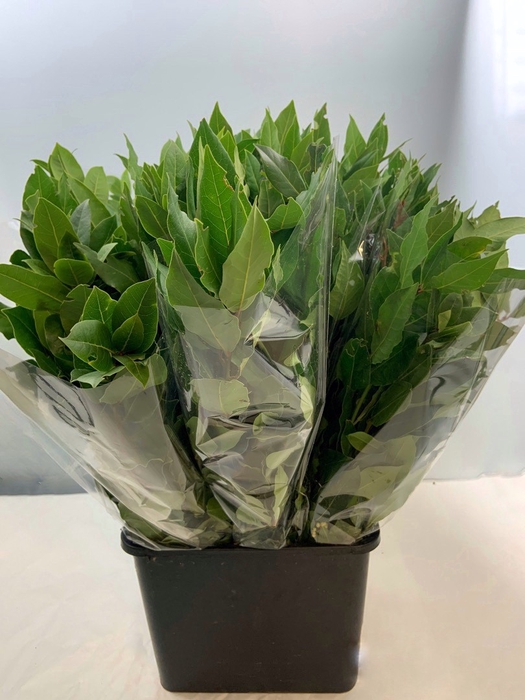 <h4>ALLORO (LAURUS) 200GR</h4>
