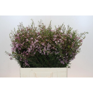 Chamelaucium Early Nir