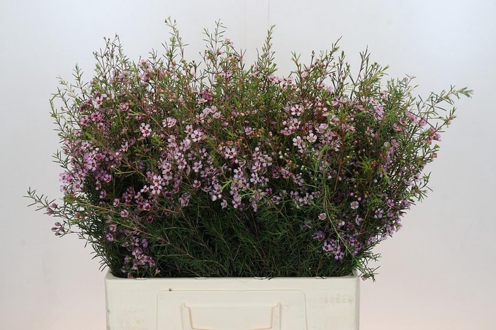 <h4>Chamelaucium Early Nir</h4>