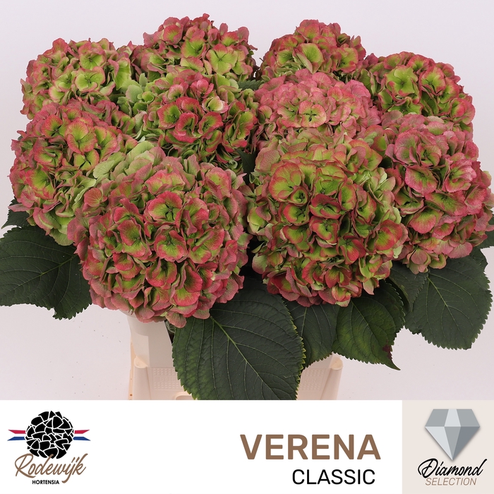 <h4>HYDR M CH VERENA CL</h4>