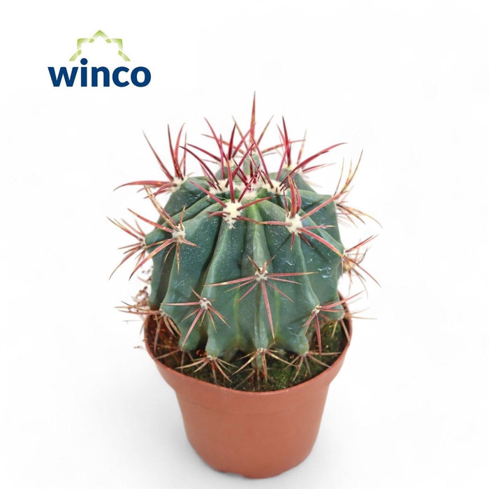 <h4>Ferocactus Pilosus</h4>