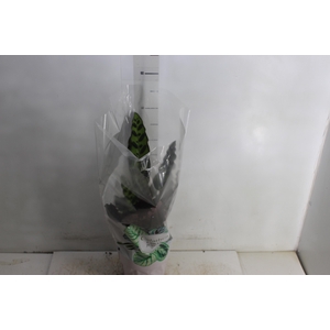 CALATHEA P17 VARIADO