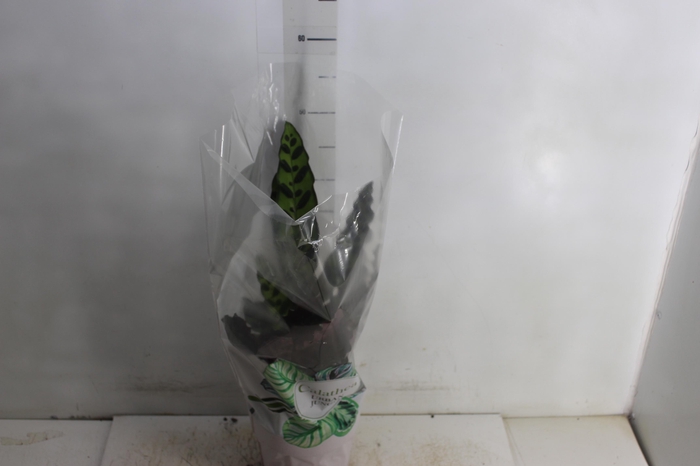 <h4>CALATHEA P17 VARIADO</h4>