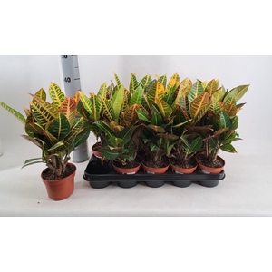 Codiaeum variegatum Petra 12Ø 40cm 6pp