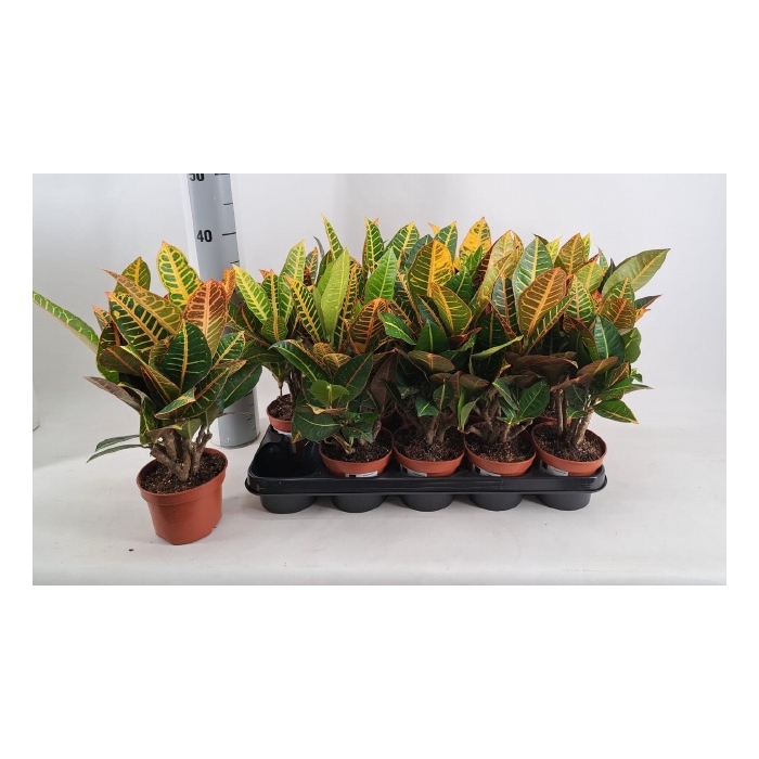 <h4>Codiaeum variegatum Petra 12Ø 40cm 6pp</h4>