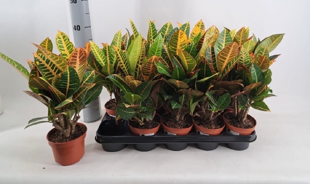 Codiaeum variegatum Petra 12Ø 40cm 6pp