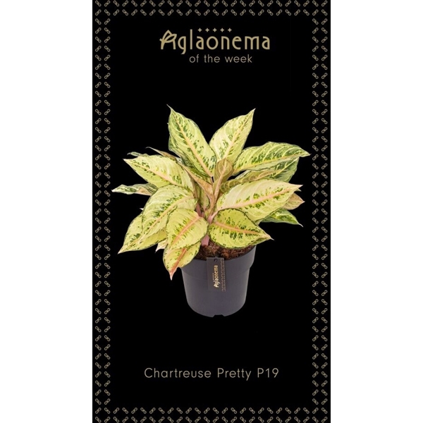 <h4>Aglaonema Chartreuse Pretty</h4>