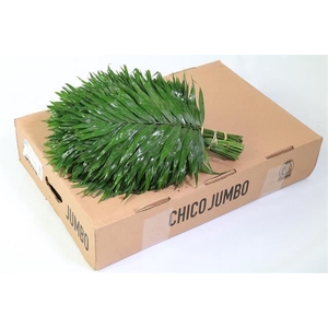 CHAMAED CHICOBLAD BS