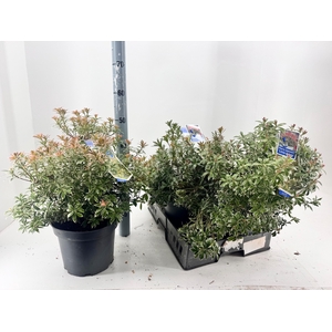 PIERIS JA L HEATH