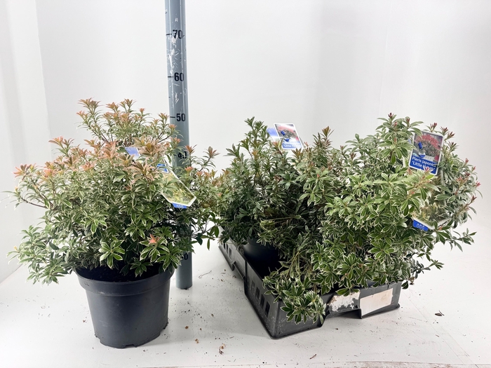 <h4>PIERIS JA L HEATH</h4>