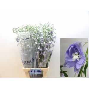 Delph Magical Lavender Kisima