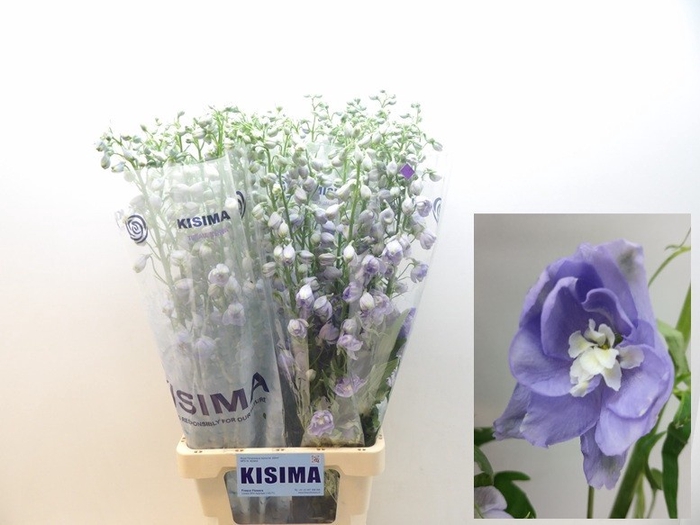 <h4>Delph Magical Lavender Kisima</h4>