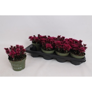 SEDUM SPU SPOT D ROS