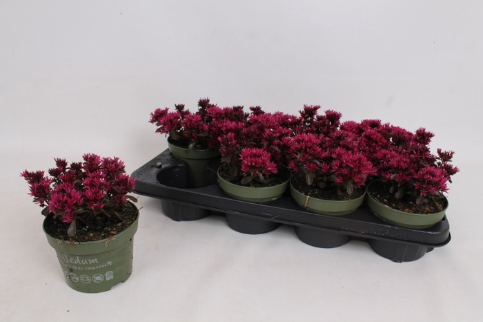 <h4>SEDUM SPU SPOT D ROS</h4>