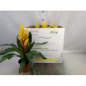 Vriesea  'Intenso Yellow'