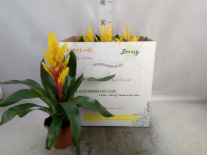 <h4>Vriesea  'Intenso Yellow'</h4>