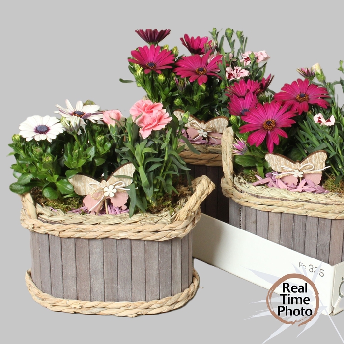 <h4>ARR TUINPLANTEN</h4>