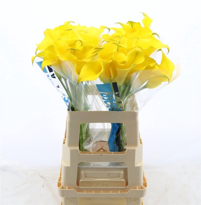 <h4>ZANT CAPT SOLO</h4>