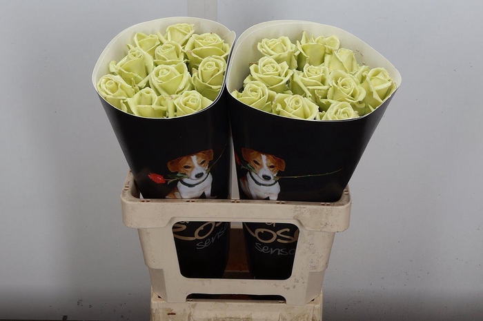 <h4>R Ov Wx Lemon</h4>