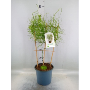 Planten   ...green L%