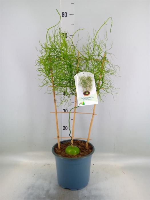 <h4>Planten ...green L%</h4>