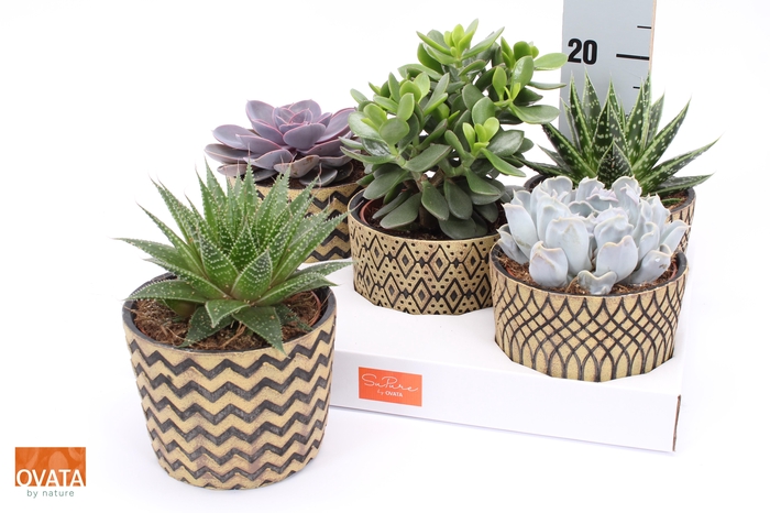 <h4>SUCC GEM 5 SRT</h4>