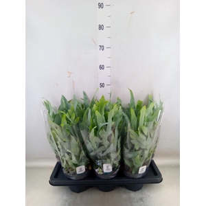 Phlebodium aureum 'Blue Star'