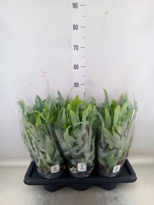 <h4>Phlebodium aureum 'Blue Star'</h4>