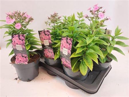 Phlox Paniculata