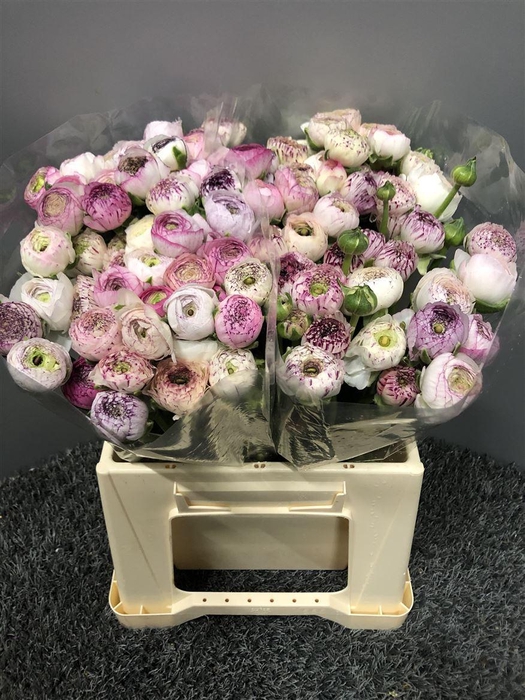 <h4>Ran Eleg Cappuccino</h4>