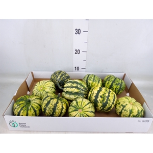 Cucurbita