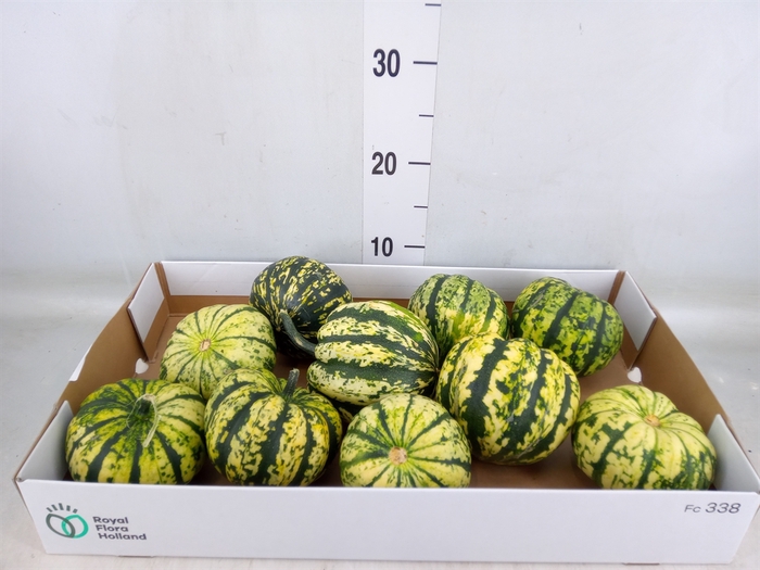 <h4>Cucurbita</h4>