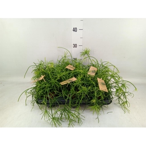 Rhipsalis baccifera 'Oasis'