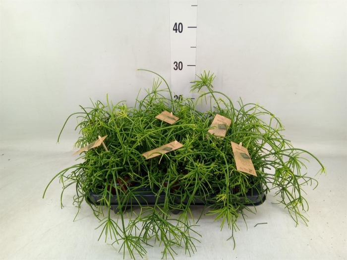 <h4>Rhipsalis baccifera 'Oasis'</h4>