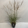 Miscanthus 'Adagio' P23 (5ltr)