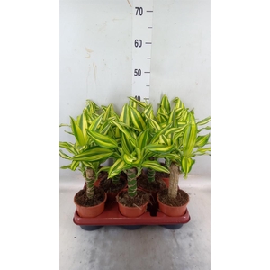 Dracaena frag. 'Yellow Coast'