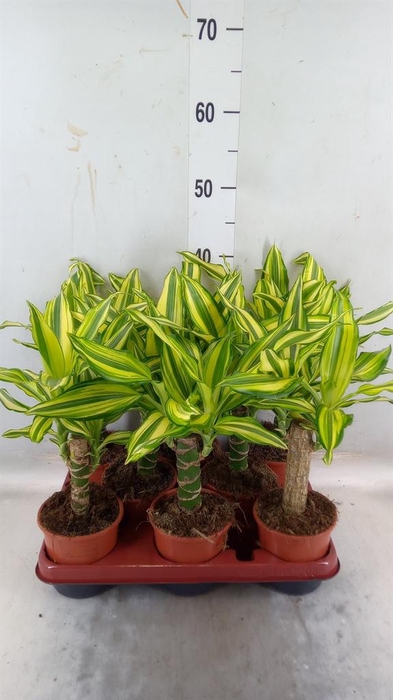 <h4>Dracaena frag. 'Yellow Coast'</h4>