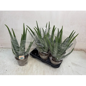 ALOE VERA