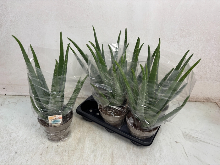 <h4>ALOE VERA</h4>