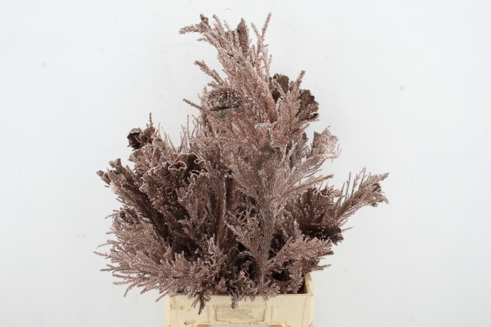 <h4>Cryptomeria Cream</h4>