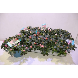 Rhodo Si V Gem 6 Srt