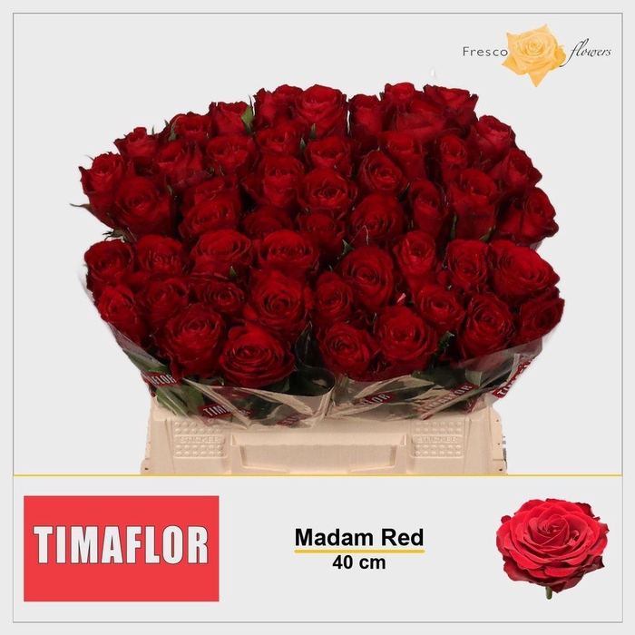 <h4>Rosa large madam red</h4>