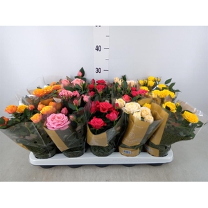 Rosa  'Kordana Grande'   ...mix