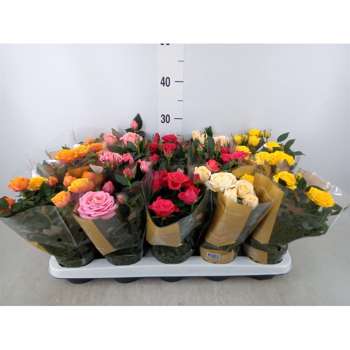 <h4>Rosa 'Kordana Grande' ...mix</h4>