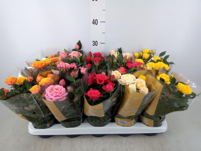 Rosa  'Kordana Grande'   ...mix