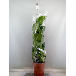 Monstera delic.