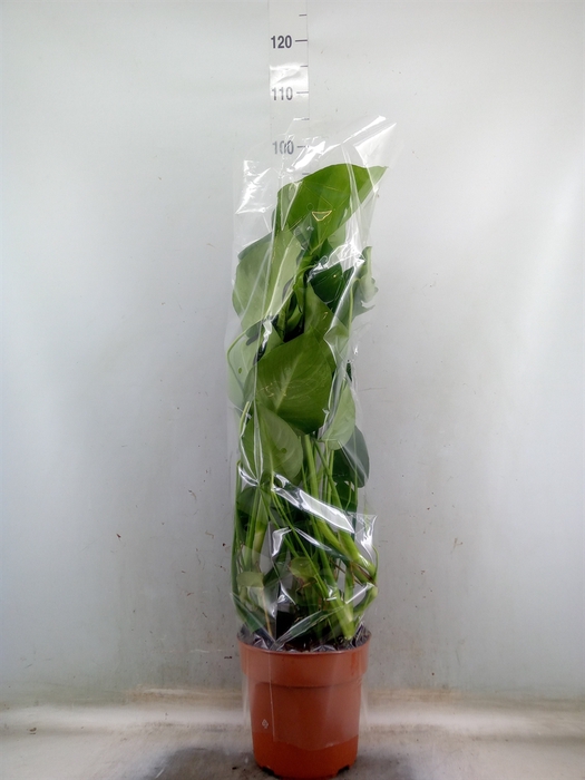 <h4>Monstera delic.</h4>