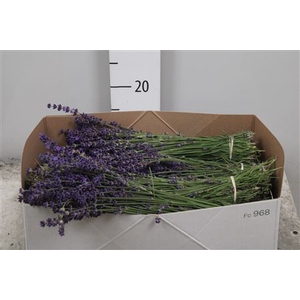 Lavandula Angust Bos