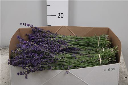 <h4>Lavandula Angust Bos</h4>
